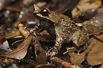 Mindanao Horned Frog (Megophrys stejnegeri) camouflaged in leaf litter, Mount Kiamo, Mindanao Island, Philippines