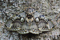 Brahmin Moth (Brahmaea hearseyi) camouflaged on tree trunk, Mount Kiamo, Mindanao Island, Philippines