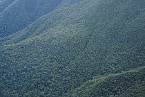 Rainforest covering mountainside, Mount Guiting-Guiting, Sibuyan Island, Philippines