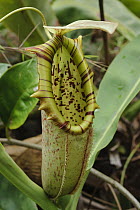 Pitcher Plant (Nepenthes northiana) pitcher, Bau, Sarawak, Borneo, Malaysia