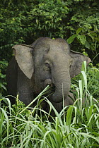 Borneo Pygmy Elephant (Elephas maximus borneensis) feeding on grass, Kinabatangan Wildlife Sanctuary, Borneo, Malaysia