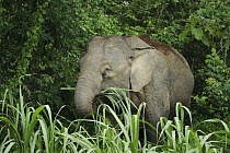 Borneo Pygmy Elephant (Elephas maximus borneensis) feeding on grass, Kinabatangan Wildlife Sanctuary, Borneo, Malaysia