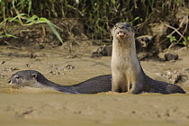 Indian Smooth-coated Otter (Lutrogale perspicillata) pair in shallow water, Kinabatangan Wildlife Sanctuary, Borneo, Malaysia