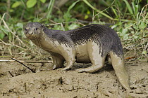 Indian Smooth-coated Otter (Lutrogale perspicillata) covered with mud, Kinabatangan Wildlife Sanctuary, Borneo, Malaysia