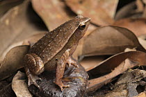 Grainy Frog (Kalophrynus punctatus) camouflaged in leaf litter, Sama Jaya Nature Reserve, Kuching, Borneo, Malaysia
