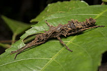 Stick Insect (Dares ulula) female, Sama Jaya Nature Reserve, Kuching, Borneo, Malaysia