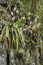 Orchid (Paphiopedilum stonei) flowering on limestone cliff, Fairy Cave, Bau, Sarawak, Borneo, Malaysia