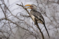 Southern Yellow-billed Hornbill (Tockus leucomelas) calling, Kruger National Park, South Africa