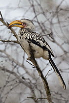 Southern Yellow-billed Hornbill (Tockus leucomelas), Kruger National Park, South Africa