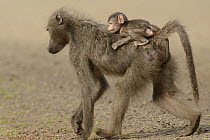 Yellow Baboon (Papio cynocephalus) mother carrying young, Kruger National Park, South Africa