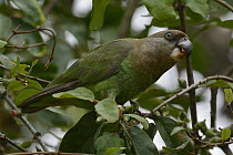 Brown-headed Parrot (Poicephalus cryptoxanthus) feeding on fruit, Kruger National Park, South Africa