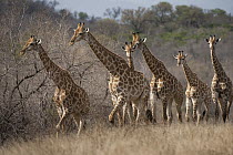 South African Giraffe (Giraffa giraffa giraffa) herd, Kruger National Park, South Africa