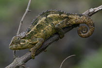 Rough Chameleon (Chamaeleo rudis), Mount Bisoke, Parc National des Volcans, Rwanda