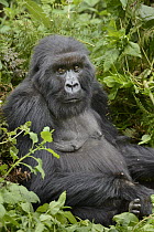 Mountain Gorilla (Gorilla gorilla beringei) female, Parc National des Volcans, Rwanda