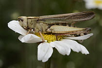 Pyrethrum (Chrysanthemum cinerariaefolium) flower with dead grasshopper that died after ingesting parts of the flower which contain a natural insecticide, Kibale National Reserve, Uganda