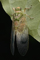 Cicada (Cicadidae) killed by a parasitic fungus, Kibale National Reserve, Uganda