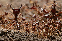 Safari Ant (Dorylus sp) colony with soldiers keeping guard, Kibale National Reserve, Uganda