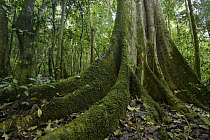 Fig (Ficus sp) buttress roots, Kibale National Reserve, Uganda