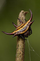 Spiny Spider (Gasteracantha falcicornis) spinning web, Kibale National Reserve, Uganda