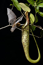 Hardwicke's Woolly Bat (Kerivoula hardwickii) arriving at Pitcher Plant (Nepenthes hemsleyana) pitcher to roost, Brunei