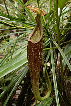 Pitcher Plant (Nepenthes hemsleyana) upper pitcher, Brunei