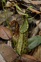 Pitcher Plant (Nepenthes hemsleyana) lower pitcher, Brunei