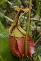 Pitcher Plant (Nepenthes bicalcarata) lower pitcher, Brunei