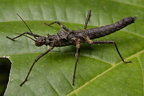 Stick Insect (Hoploclonia gecko) female, Kuching, Borneo, Malaysia