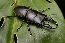 Stag Beetle (Dorcus sp) male, Mount Kinabalu National Park, Borneo, Malaysia