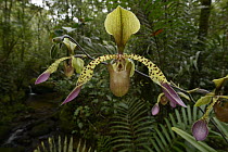 Low's Slipper Orchid (Paphiopedilum lowii) flowers, Mount Kinabalu National Park, Borneo, Malaysia
