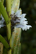 Orchid (Cleisocentron gokusingii) flowers covered with Ants (Formicidae), Mount Kinabalu National Park, Borneo, Malaysia