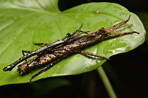 Stick Insect (Pylaemenesborneensis) pair mating, Gunung Penrissen, Borneo, Malaysia