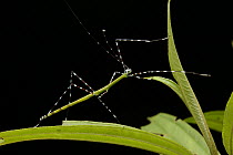 Stick Insect (Orthonecroscia sp) juvenile at night, Gunung Penrissen, Borneo, Malaysia
