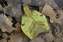 Tent Caterpillar Moth (Radhica elisabethae) male mimicking a fallen leaf, Gunung Penrissen, Borneo, Malaysia