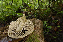 Stinkhorn (Phallus indusiatus) mushroom in rainforest, Gunung Mulu National Park, Borneo, Malaysia