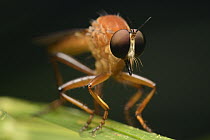 Robber Fly (Asilidae), Gunung Mulu National Park, Borneo, Malaysia