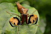 Mantis (Hestiasula sp) juvenile waving its brightly colored arms to confuse a potential predator, Gunung Mulu National Park, Borneo, Malaysia