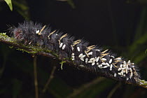 Tent Caterpillar Moth (Lasiocampidae) caterpillar covered with empty cocoons of parasitic wasps which have emerged after feeding on its body, Mount Kinabalu National Park, Borneo, Malaysia