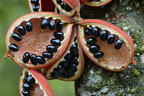 Kelumpang Sarawak (Sterculia megistophylla) split open fruit revealing shiny seeds, Sepilok Forest Reserve, Borneo, Malaysia