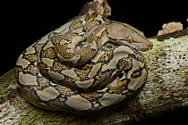 Reticulated Python (Python reticulatus) juvenile, Sepilok Forest Reserve, Borneo, Malaysia