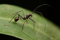 Broad-headed Bug (Alydidae) juvenile mimicking small ant, Kinabatangan Wildlife Sanctuary, Borneo, Malaysia