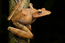Collett's Tree Frog (Polypedates colletti), Sama Jaya Nature Reserve, Kuching, Borneo, Malaysia