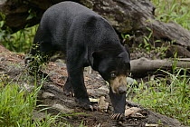 Sun Bear (Helarctos malayanus) juvenile, Matang Wildlife Centre, Kubah National Park, Borneo, Malaysia