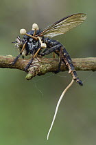 Fungus (Ophiocordyceps dipterigena) parasitic mushrooms emerging from robber fly after it has consumed its interior, Tangkoko Nature Reserve, Indonesia