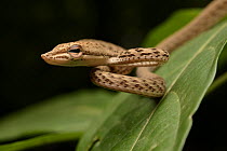 Oriental Whip Snake (Ahaetulla prasina) juvenile, Tangkoko Nature Reserve, Indonesia