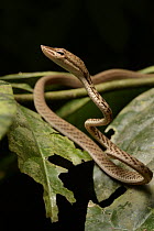 Oriental Whip Snake (Ahaetulla prasina) juvenile, Tangkoko Nature Reserve, Indonesia