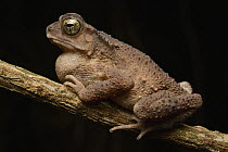 Sulawesian Toad (Ingerophrynus celebensis), Tangkoko Nature Reserve, Indonesia