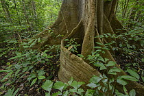 Fig (Ficus sp) buttress roots, Tangkoko Nature Reserve, Indonesia