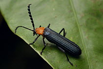 Net-winged Beetle (Lycidae), Gunung Tumpu, Borneo, Indonesia