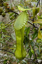 Pitcher Plant (Nepenthes hamata) pitcher, Gunung Tumpu, Borneo, Indonesia